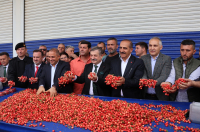 2023’ÜN İLK KİRAZI HASAT EDİLDİ